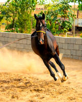 Akhal-Teke Turkmen Horse  3