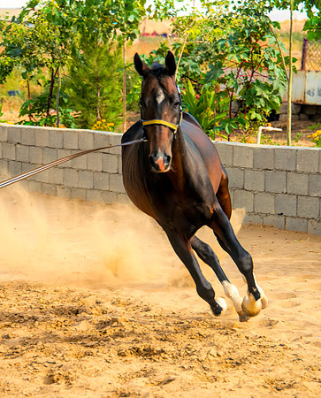 Akhal-Teke Turkmen Horse  3