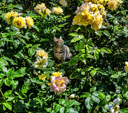 Cat In the Rose Patch, Oslo 2