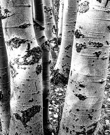 Aspens In Autumn, Colorado 1