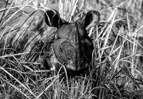 Asian Rhino, Nepal 2