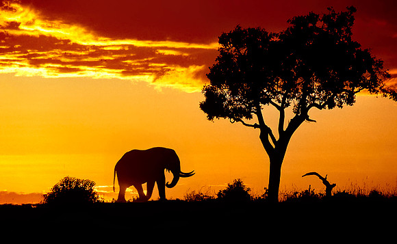 African Sunrise, Kenya