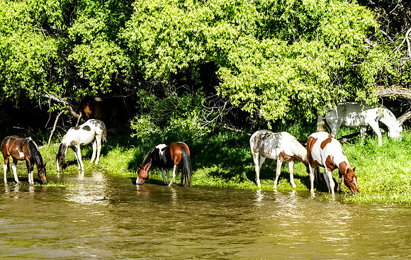 American Painted Horse Ranch, Montana 1