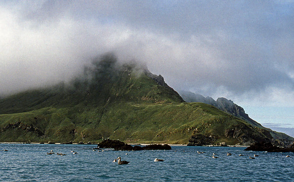 Abundant Birdlife, South Coast, South Georgia Island