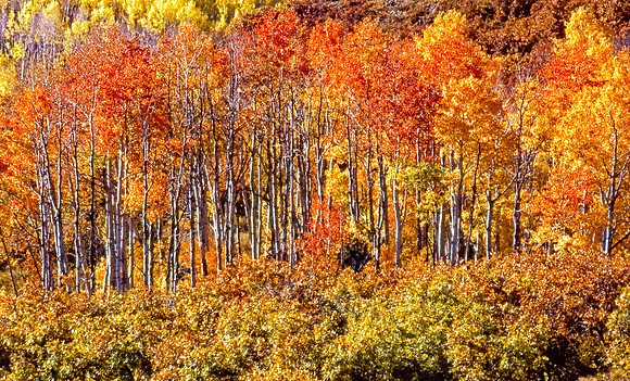Aspens In Full Color, Utah