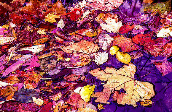 Autumn Leaves Floating On A Pond, New York