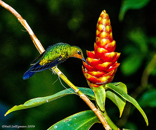 Hummingbird Enjoying Ginger, Costa Rica