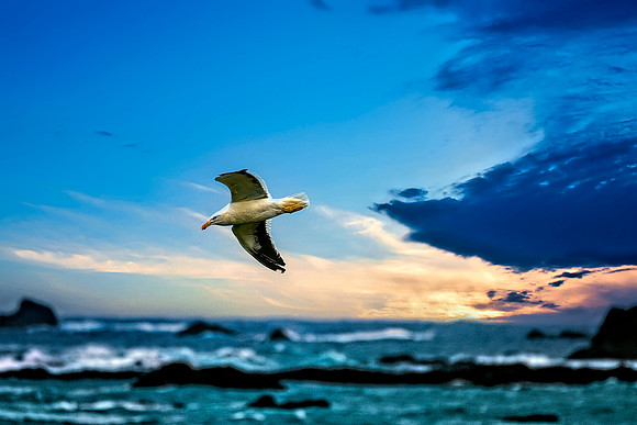 Black-backed Gull Over Turbulent Sea 2