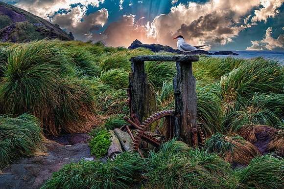 Campbell Island Derelict Machinery New Zealand 3