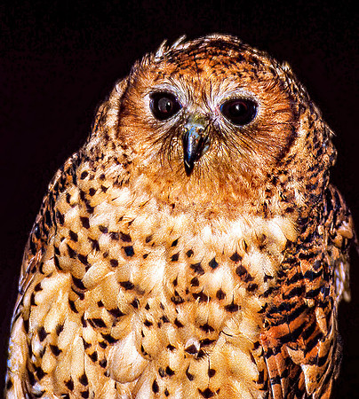 African Fish Owl 26