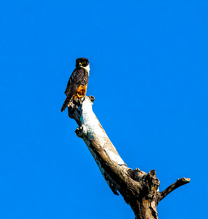 Bat Falcon Belize  4