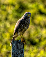 Roadside Hawk Belize  4