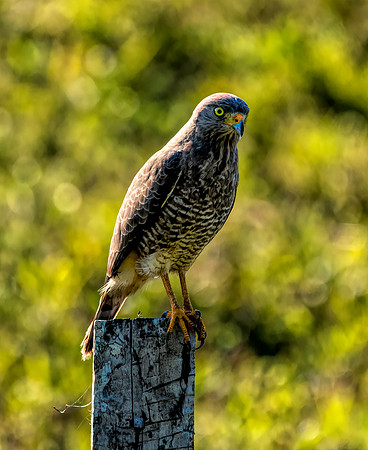 Roadside Hawk Belize  4
