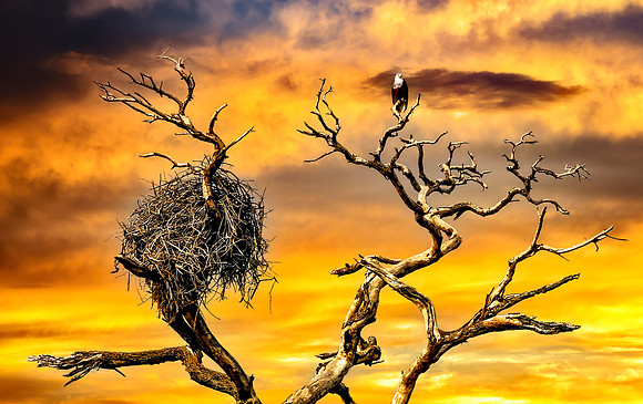 African Fish Eagle and Nest 26