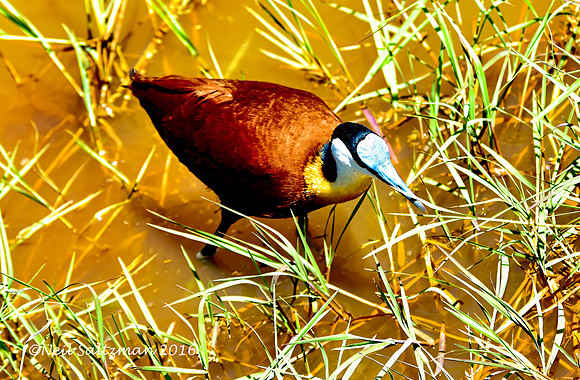 African Jacana Ngorongoro Crater 26