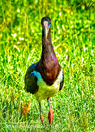 Abdum's Stork Tansania 26