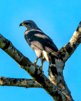 Gray Hawk Belize  3
