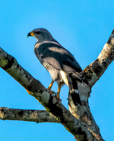 Gray Hawk Belize  3
