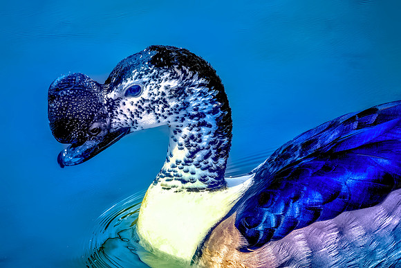 African Comb Duck 26