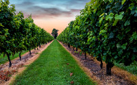 Vineyard Lane New Zealand 1