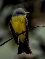 Tropical Kingbird Belize 2