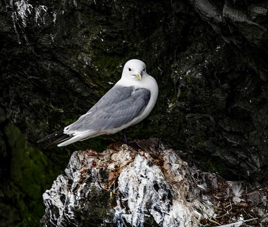 Black-Legged Kittiwake 26
