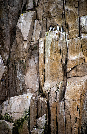 Common Murres Perching On Beautiful Rock Formation 26