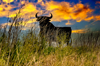 Brandy de Jerez Bull Hilltop Spain 2