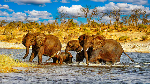 Elephant Family Crossing Chobe River 26
