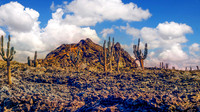 Cactus and Lava Galapagos Island 262