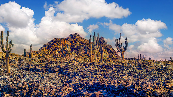 Cactus and Lava Galapagos Island 262