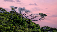Flora of a New Zealand Island 261