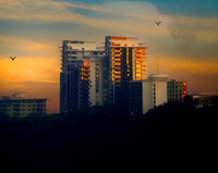 Sunrise Gold Darwin  70