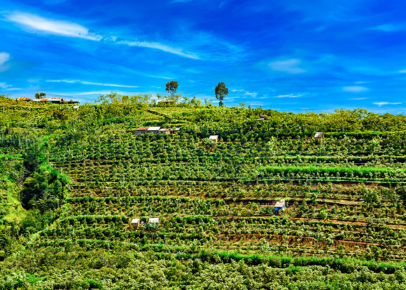 Hillside Farming Bali 26