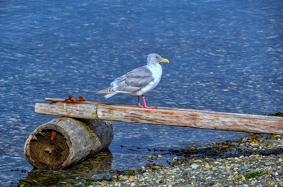 Balancing Act Gulf Islands Canada 26