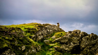 Grazing In Rough Terrain Sliabh Cliffs Ireland