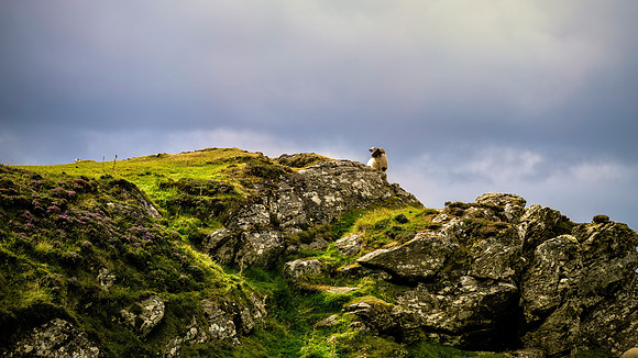 Grazing In Rough Terrain Sliabh Cliffs Ireland