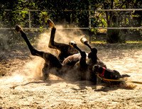 Akhal-Teke Horse Enjoying A Sand Bath 1
