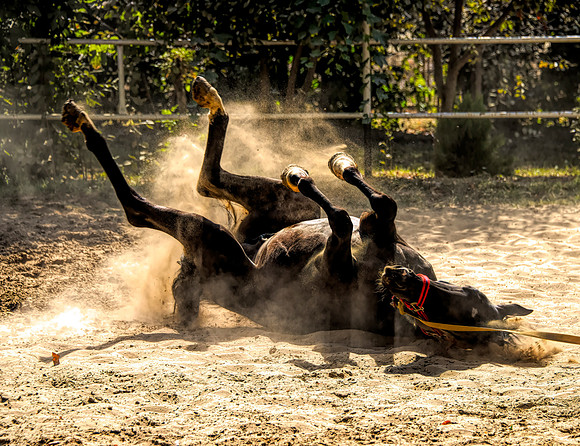 Akhal-Teke Horse Enjoying A Sand Bath 1