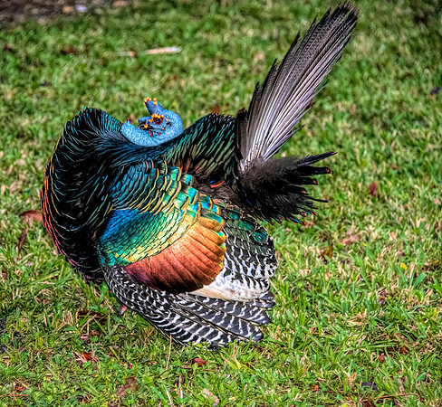 Ocellated Male Turkey Displaying 1