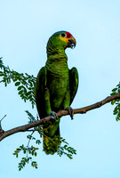 Red-lored Parrot Belize 2