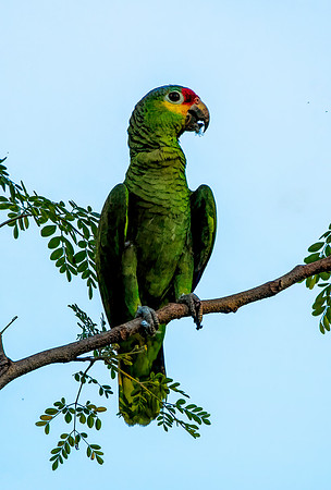 Red-lored Parrot Belize 2
