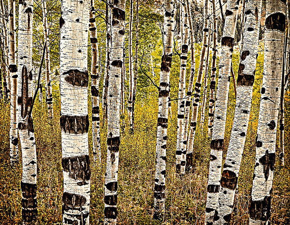 Aspen Forest Canada 26