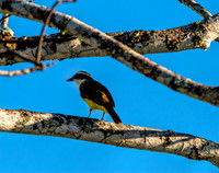 Great Kiskadee Belize 1