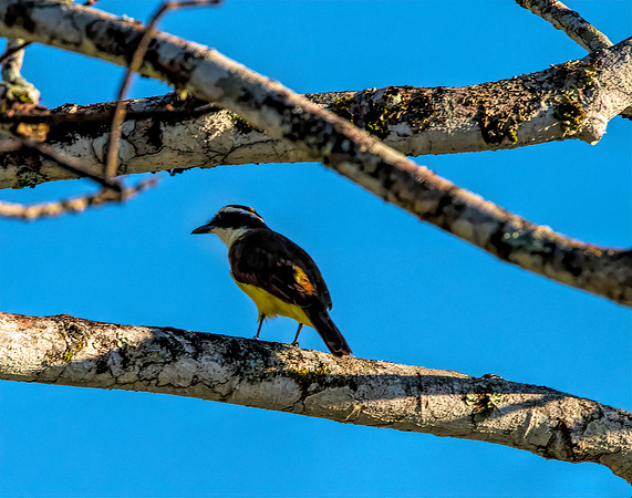 Great Kiskadee Belize 1