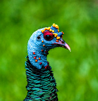 Ocellated Turkey Head Belize 1