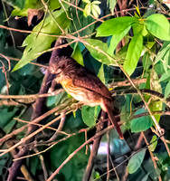 Bird of Belize 85