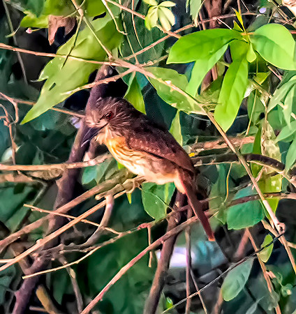 Bird of Belize 85