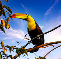 Keel-billed Toucan Belize  85