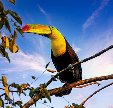 Keel-billed Toucan Belize  85